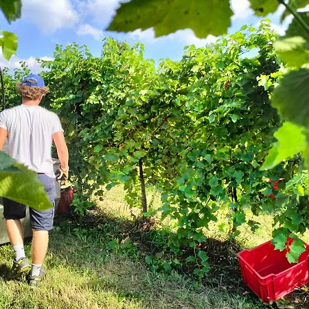 Barone Rosso 3* تريفيزو