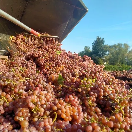 Barone Rosso Panzió